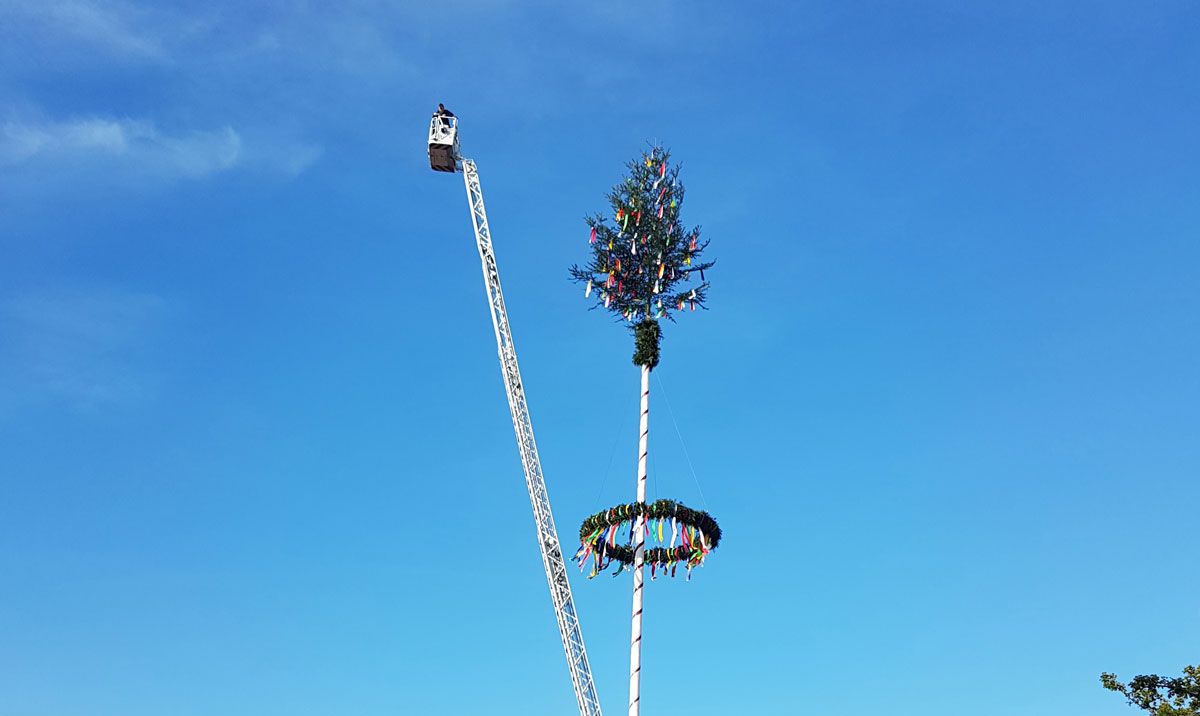 frisch aufgerichteter Maibaum