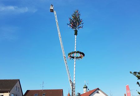 frisch aufgerichteter Maibaum